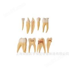 牙齿放大模型-牙齿模型-牙齿结构模型