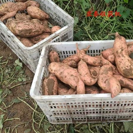 红薯收获机  小型地瓜收获机 挖红薯土豆机器 ＷＴ