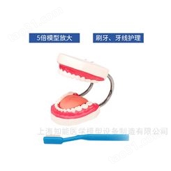 牙齿护理保健模型-牙齿护理模型-牙齿模型