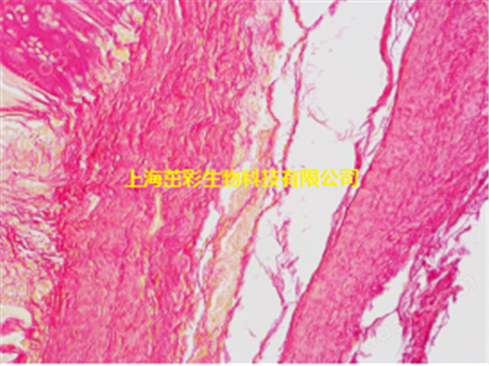 LFB髓鞘染色 上海茁彩检测服务